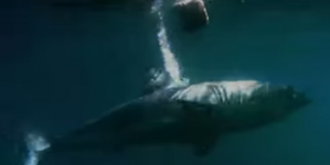 A three meter long white shark got eaten up by a ‘mystery monster’