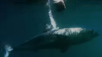 A three meter long white shark got eaten up by a ‘mystery monster’