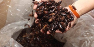 Chinese woman kept 100,000 cockroaches as pet