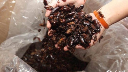 Chinese woman kept 100,000 cockroaches as pet