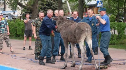 Drunk Moose was rescued from pond after he fell in it