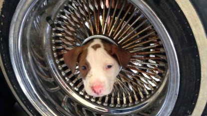 Firefighters helped to free up a cute dog from the car-wheel-hub