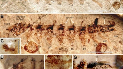 Researchers found 165 years old ‘bizarre’ parasite fossil who used to suck blood