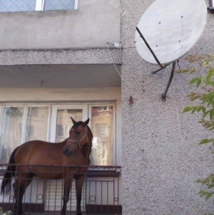 This is just a horse who resides in balcony of owner’s home