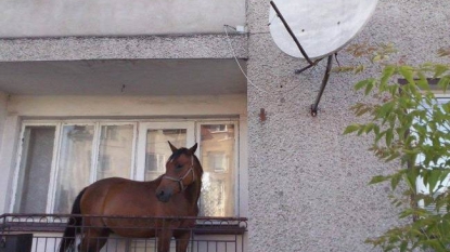 This is just a horse who resides in balcony of owner’s home