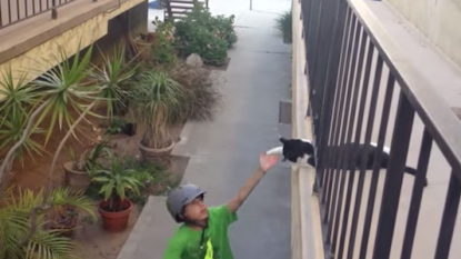 This is only a cat giving high-five to a young cyclist