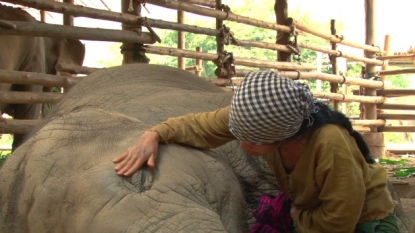 Woman sings lullabies for her young pet elephant to sleep