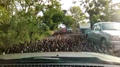 Is this a kind of revolt: thousands of ducks are on road in Thailand