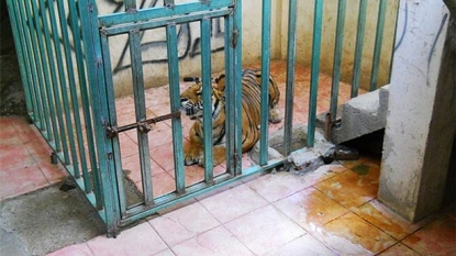 A Bengal tiger was found locked in a small cage in an abandoned house