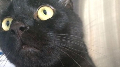 Cat was found 200 miles away from home after she went missing nine weeks ago