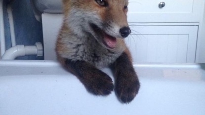 Couple left angry after officials took their pet fox