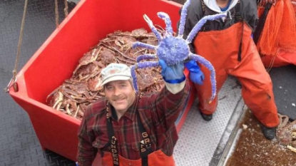 Fisherman caught rare blue colored ‘red king crab’