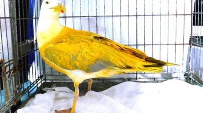 Helpless bird had been given toxic paint treatment which left him near to die