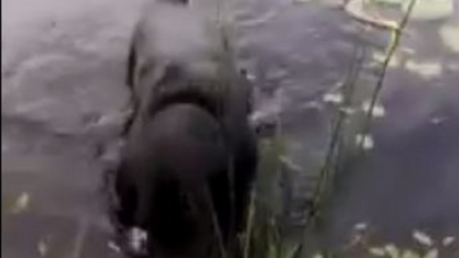 Hero dog saved a little baby bird from drowning