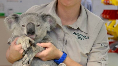 Koala emerged safely after an accident