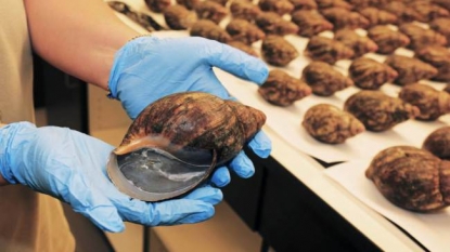 Los Angeles Airport authority seized almost 67 illegal snails in a cargo