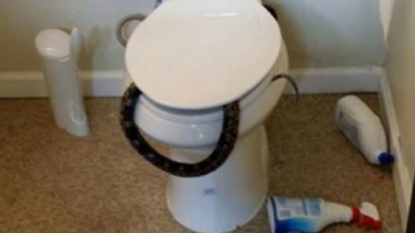 Man left terrified after he saw a four foot snake in the loo