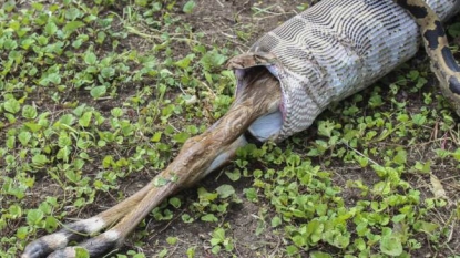 Python tried to swallow a baby antelope in one go but failed