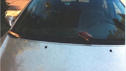 Residents of Portland are suffering from ‘bakery product attack’ on their cars