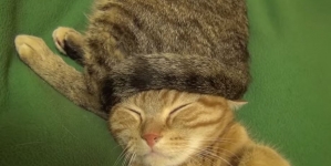 This cat has its personal hat, but wait, its hat is also a cat