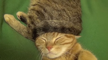 This cat has its personal hat, but wait, its hat is also a cat