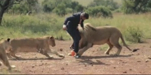 This is just a man playing football with some lions