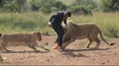 This is just a man playing football with some lions