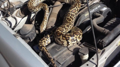 Driver opened the bonnet of her car, found a giant python resting in it