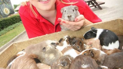 A Guinea Pig is gaining attention after he made 100 female guinea pigs pregnant