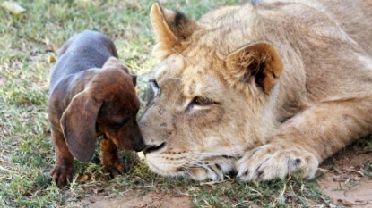 Another best example of best friends – a lion and a dog