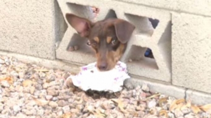 Dog rescued from the brick wall after a journalist came to make a movie