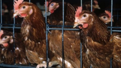 Drunk driver arrested for keeping 100 chickens in bad condition in his car