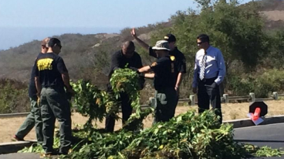 Huge farm of cannabis found in the national park of California