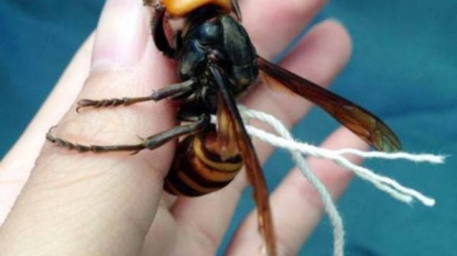 Man claims to tame the most lethal animal of Japan – Giant Hornet