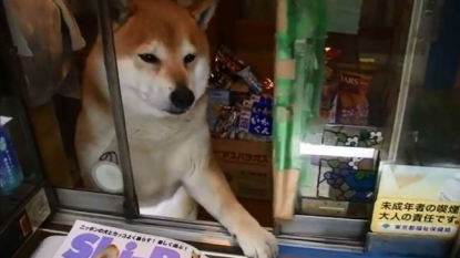 Meanwhile, a dog is running his own shop in Japan