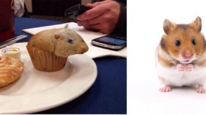 O Really! This is not a hamster but a muffin in the shape of hamster