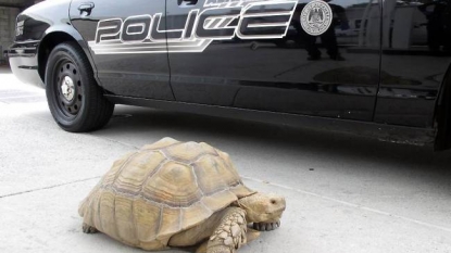 Police caught the escapee tortoise after a difficult chase