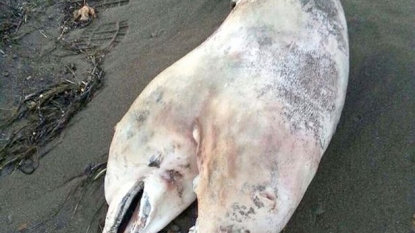 Rare two-headed dolphin was found dead on the beach of turkey