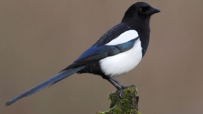 Research says that magpies are not the jewelry thieves