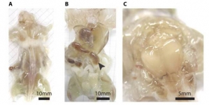 Scientists are developing a ‘transparent mice’ that could help in fight against cancer