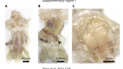 Scientists are developing a ‘transparent mice’ that could help in fight against cancer