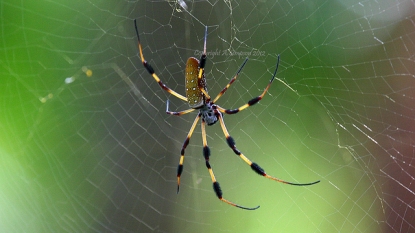 Scientists said that city’s spider are getting bigger and bigger