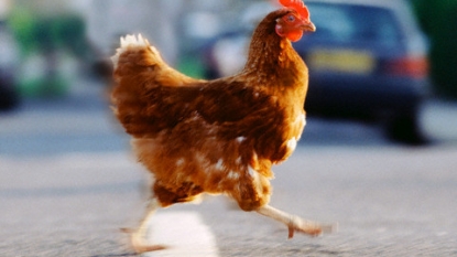 The Oregon police don’t why the chickens are crossing the roads in the rush hour