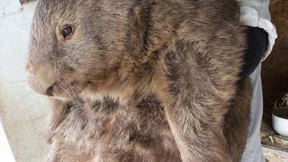 The world’s oldest and biggest known wombat turned 29 this week