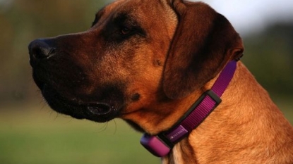 The ‘smart collar’ for your dogs will tell you when your dog become SAD