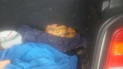 Woman found a 3ft snake at the back of her second-hand car