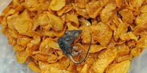 Grandmother received unwelcomed freebie in packet of cornflakes – a dead mouse