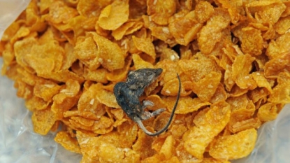 Grandmother received unwelcomed freebie in packet of cornflakes – a dead mouse