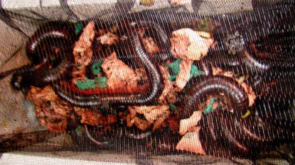 20 Giant millipedes was found in a box at San Francisco Airport