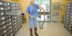 A man who uses only his hands to extract venom from the snakes